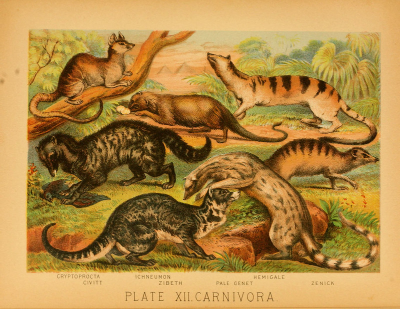 The animal kingdom (Plate XII) (6129694505).jpg