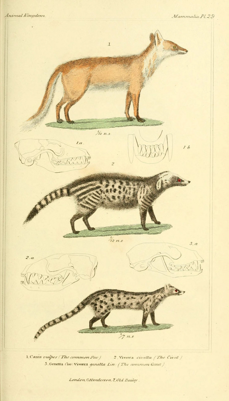 The animal kingdom, arranged according to its organization, serving as a foundation for the natural history of animals (Pl. 29) (6026151874).jpg