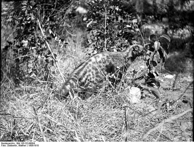 Bundesarchiv Bild 105-DOA0094, Deutsch-Ostafrika, Ziebethkatze - African civet (Civettictis civetta).jpg