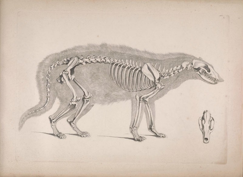 Die vergleichende Osteologie (1821) Civettictis civetta.jpg