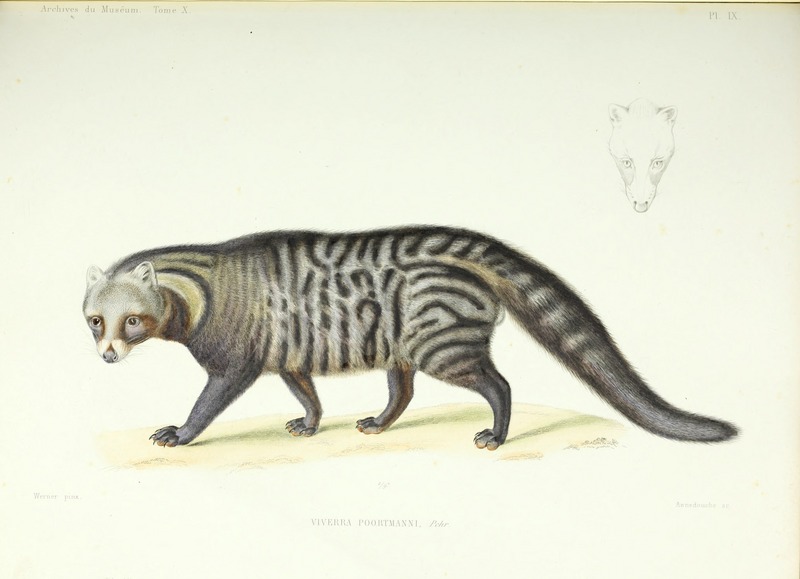 Archives du Muséum d'histoire naturelle (1836) (19705490693).jpg