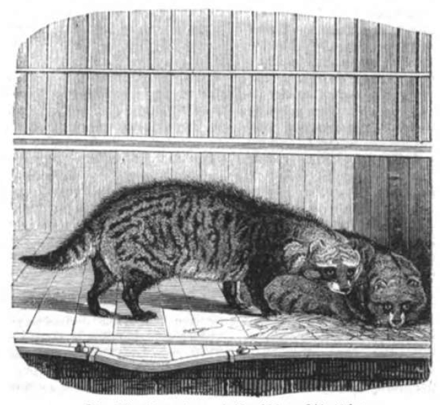 Illustrirte Zeitung (1843) 18 285 1 Die Civetten oder afrikanische Zibethkatzen.PNG