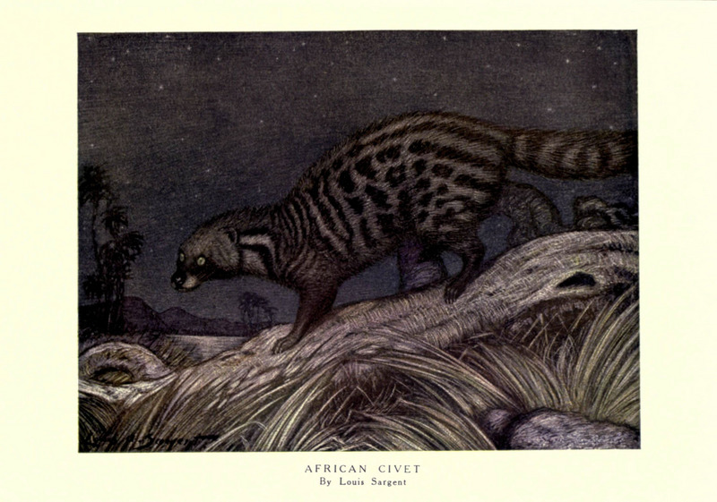 The wild beasts of the world (Pl. 23) (6505642877).jpg