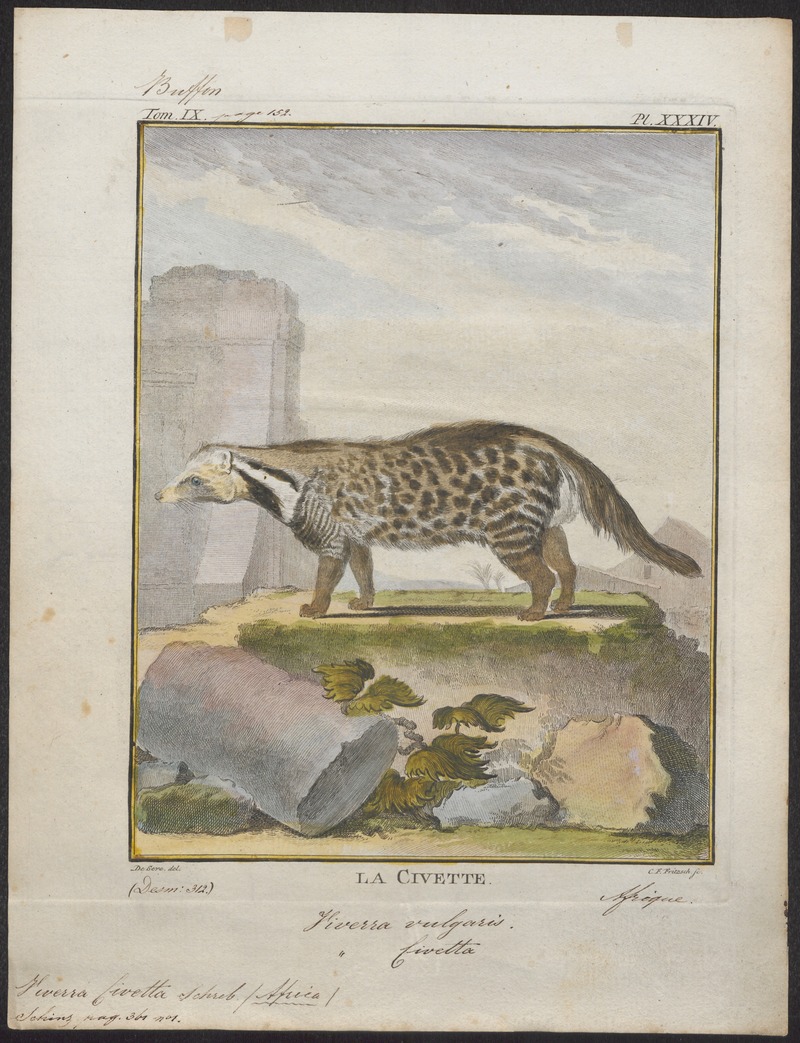Viverra civetta - 1700-1880 - Print - Iconographia Zoologica - Special Collections University of Amsterdam - UBA01 IZ22400001.jpg