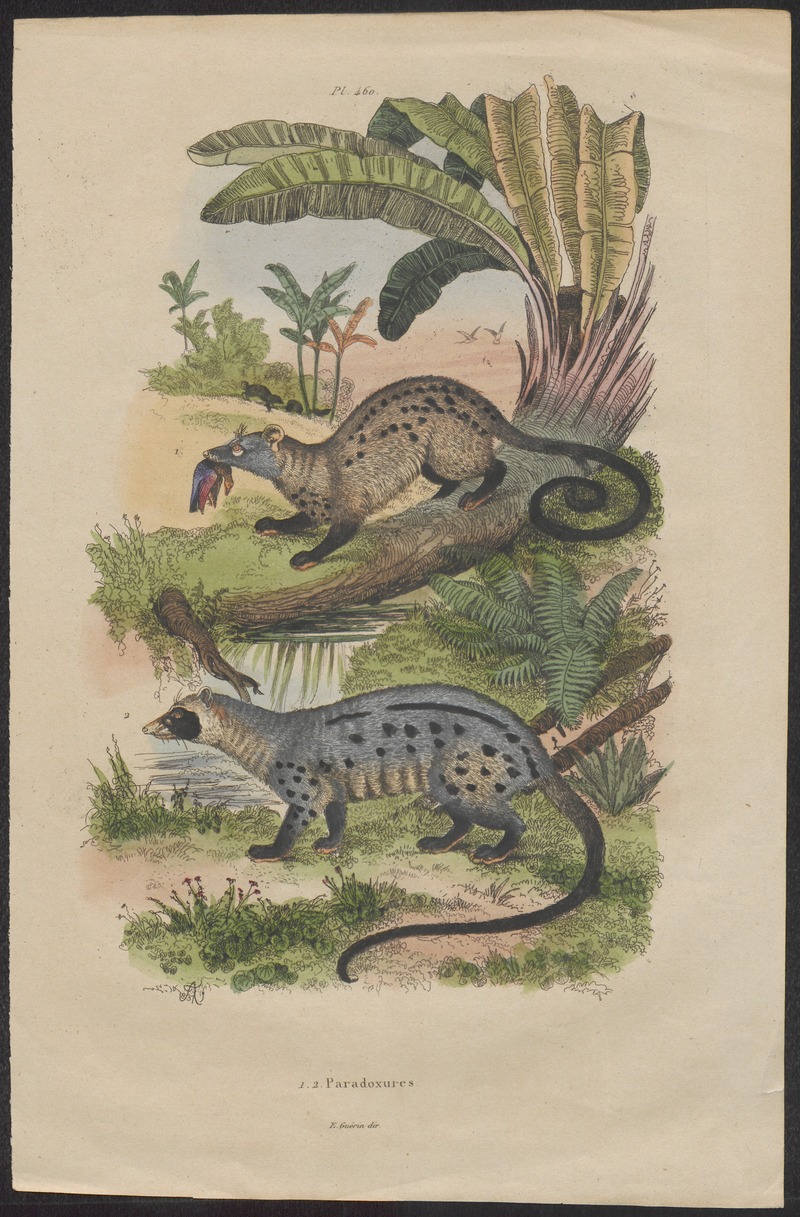 Viverra civetta - 1700-1880 - Print - Iconographia Zoologica - Special Collections University of Amsterdam - UBA01 IZ22400003.jpg