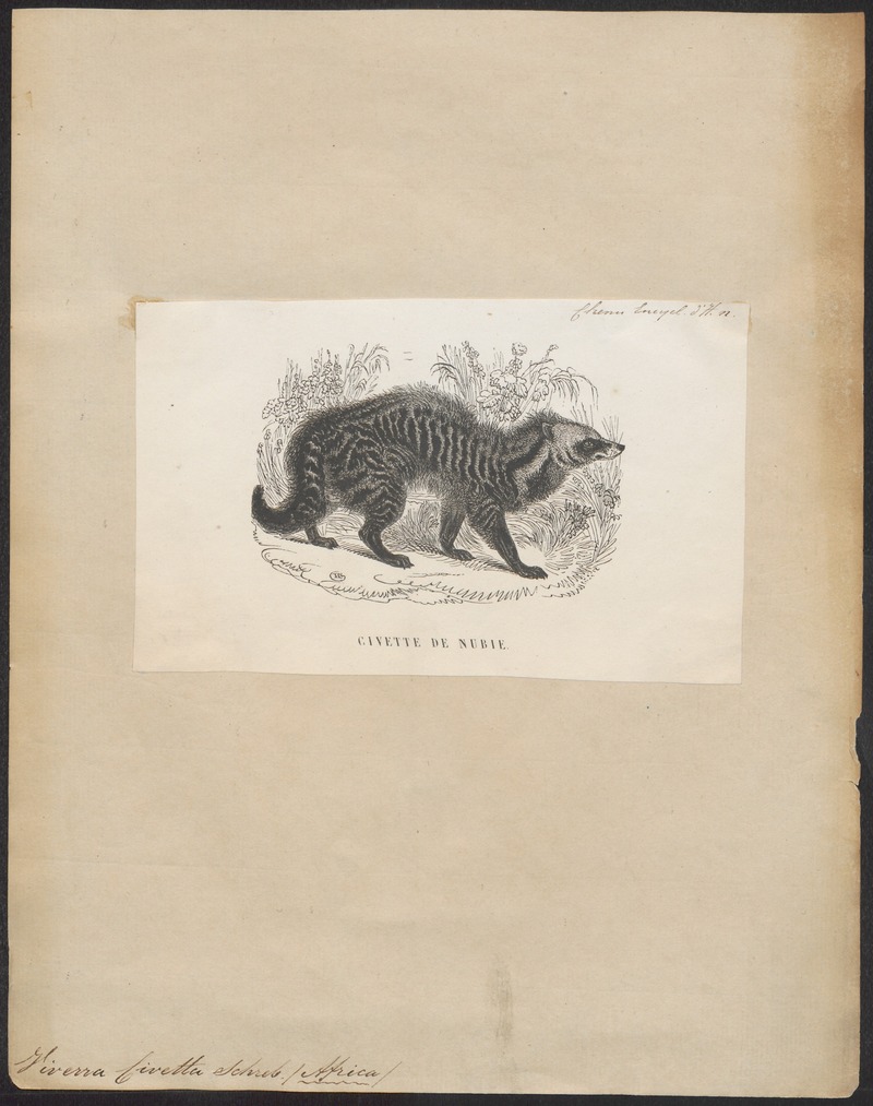 Viverra civetta - 1700-1880 - Print - Iconographia Zoologica - Special Collections University of Amsterdam - UBA01 IZ22400005.jpg