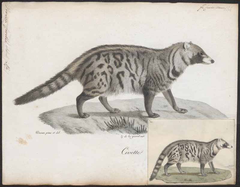 Viverra civetta - 1700-1880 - Print - Iconographia Zoologica - Special Collections University of Amsterdam - UBA01 IZ22400009.jpg