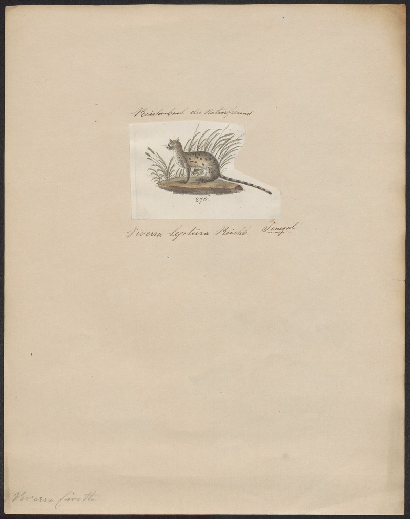 Viverra civetta - 1700-1880 - Print - Iconographia Zoologica - Special Collections University of Amsterdam - UBA01 IZ22400011.jpg