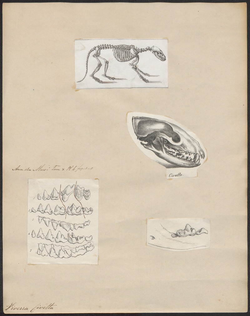 Viverra civetta - 1700-1880 - Print - Iconographia Zoologica - Special Collections University of Amsterdam - UBA01 IZ22400015.jpg