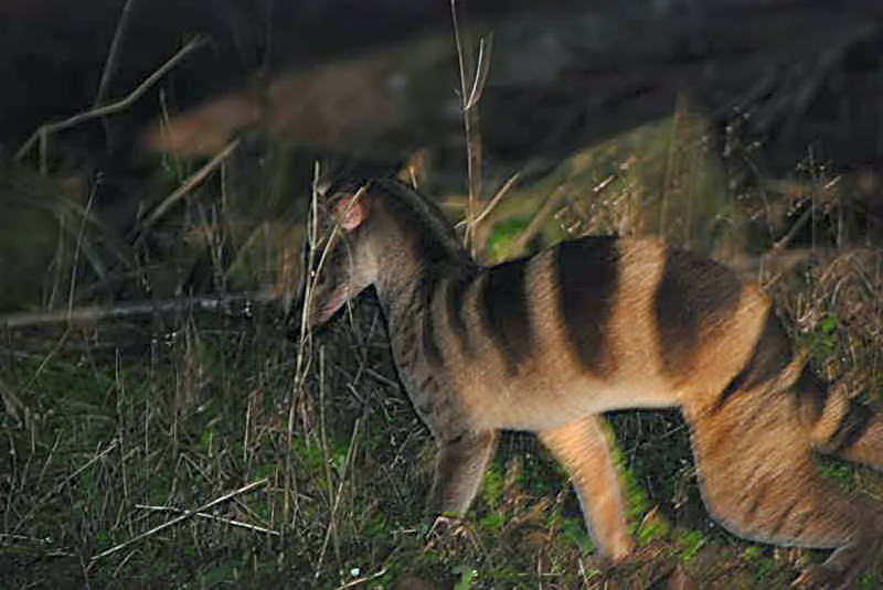 Banded Palm Civet-2 - banded civet (Hemigalus derbyanus).jpg