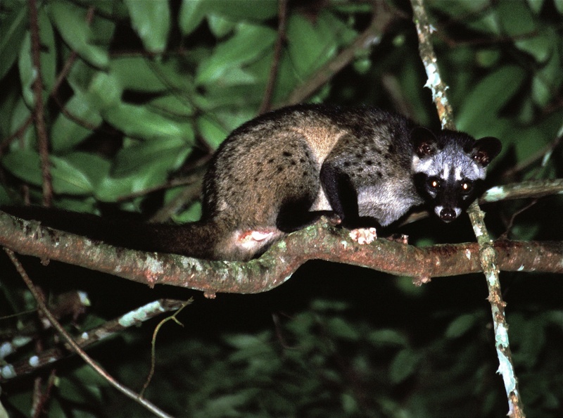 Common Palm Civet (Paradoxurus hermaphroditus) (7781509830).jpg