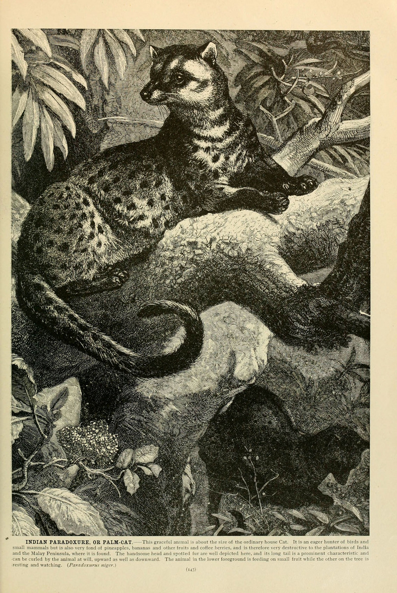 Brehm's Life of animals (6220157721).jpg