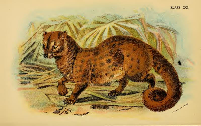 Lydekker - Common Palm Civet.JPG