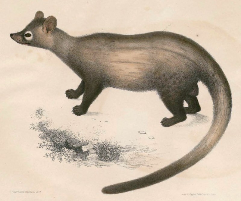 Paradoxurus hermaphroditus pennantii Hardwicke.jpg