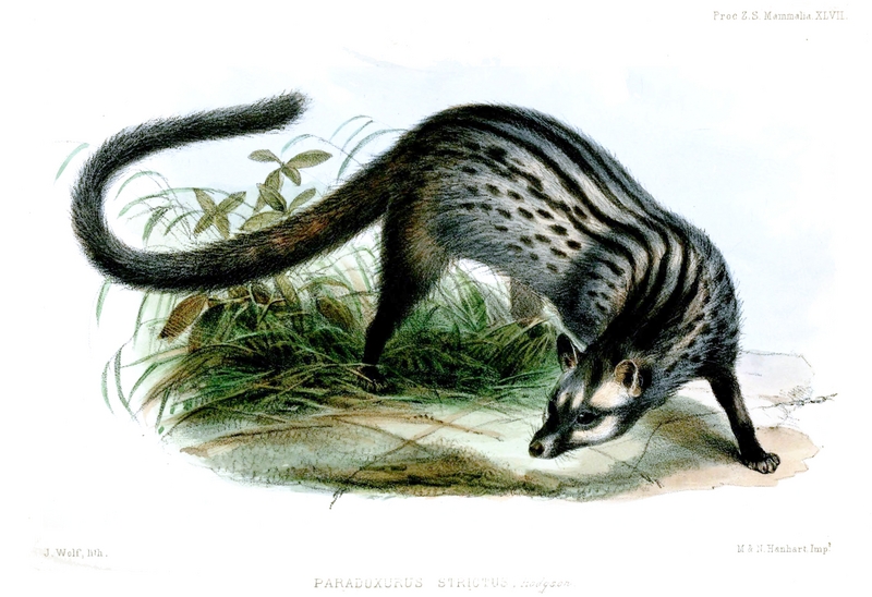 Paradoxurus.Strictus.Wolf.jpg