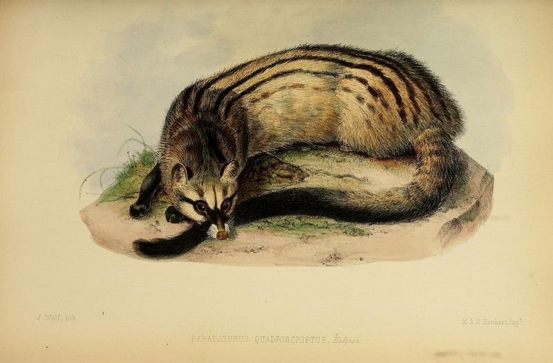 Proceedings of the Zoological Society of London (Mammalia Plate XLVIII) (7629985350).jpg
