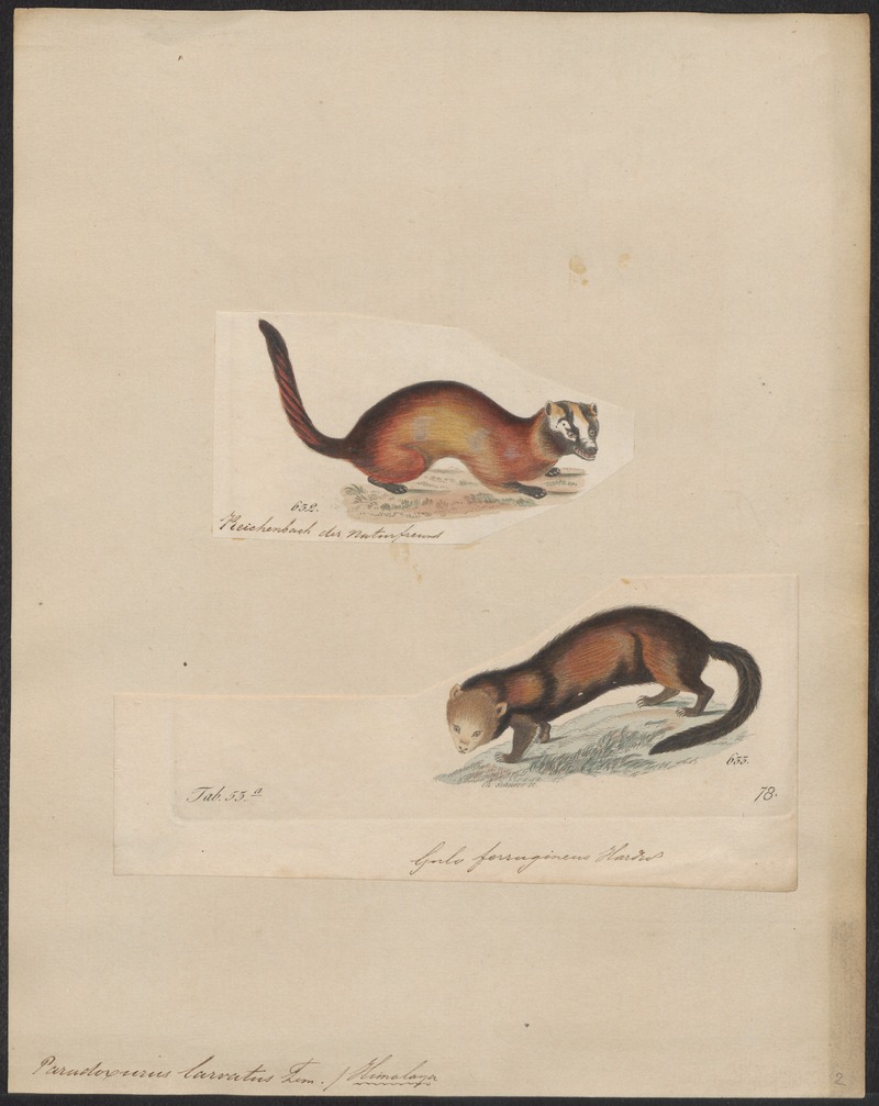 Paradoxurus larvatus - 1700-1880 - Print - Iconographia Zoologica - Special Collections University of Amsterdam - UBA01 IZ22400123.jpg