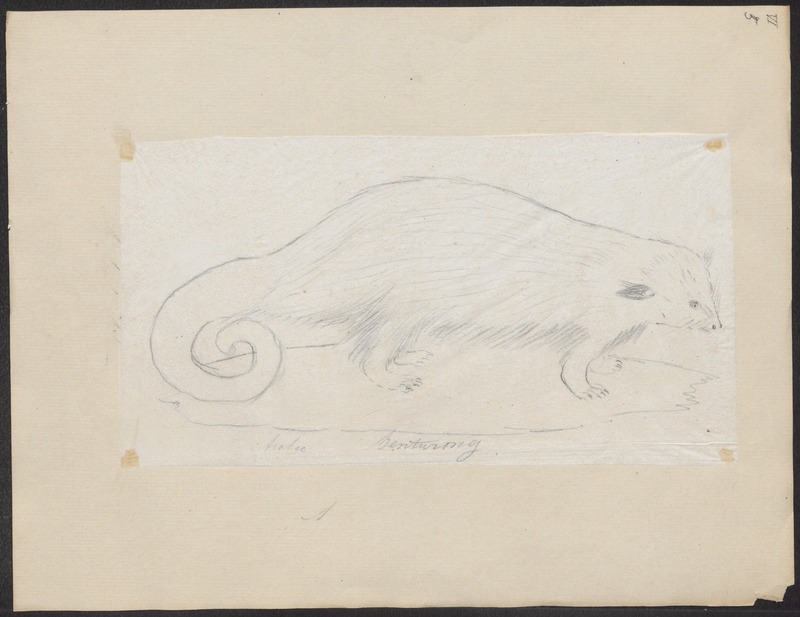 Arctictis binturong - 1700-1880 - Print - Iconographia Zoologica - Special Collections University of Amsterdam - UBA01 IZ22600191.jpg