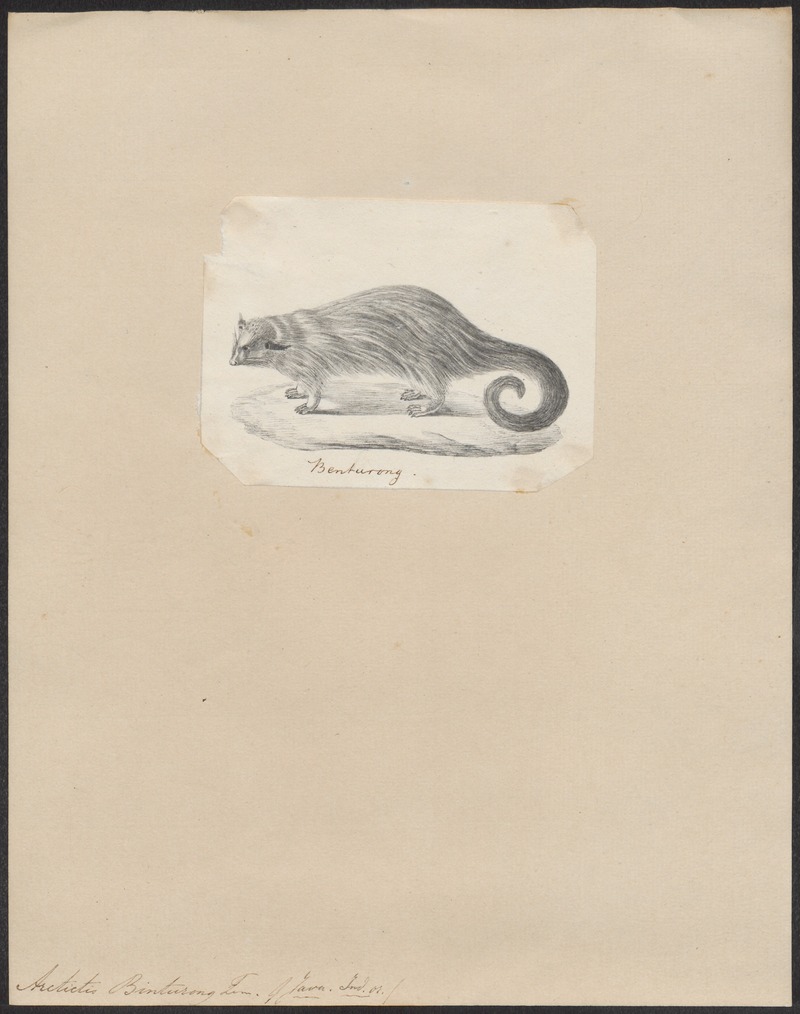 Arctictis binturong - 1700-1880 - Print - Iconographia Zoologica - Special Collections University of Amsterdam - UBA01 IZ22600193.jpg