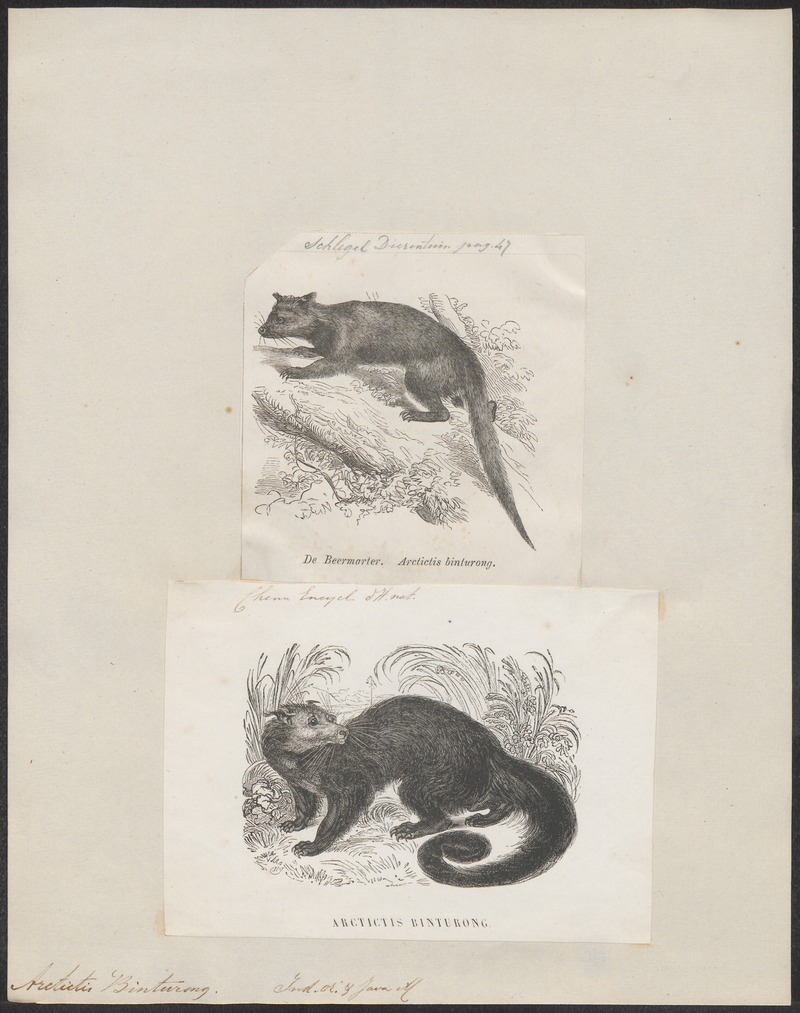 Arctictis binturong - 1700-1880 - Print - Iconographia Zoologica - Special Collections University of Amsterdam - UBA01 IZ22600197.jpg