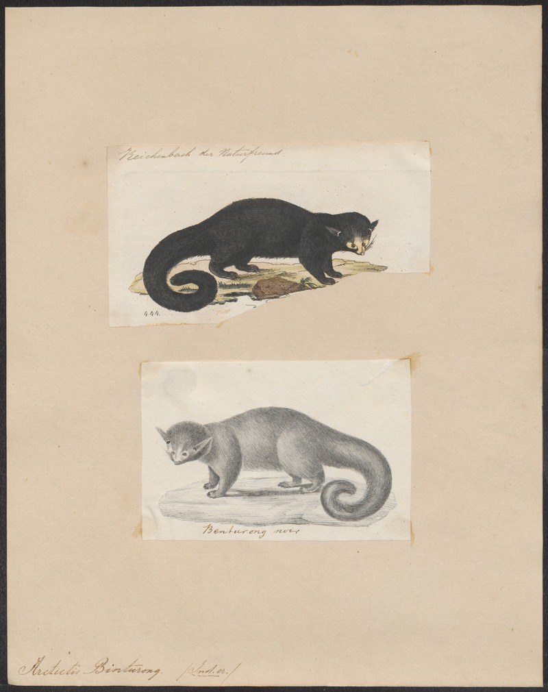 Arctictis binturong - 1700-1880 - Print - Iconographia Zoologica - Special Collections University of Amsterdam - UBA01 IZ22600199.jpg