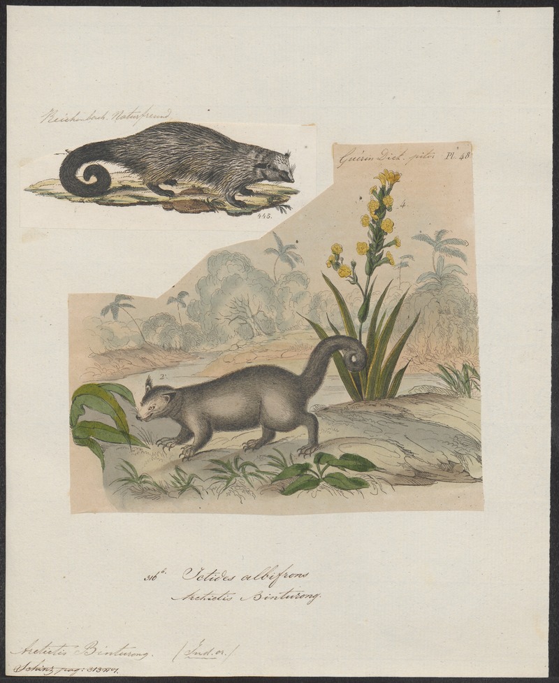 Arctictis binturong - 1700-1880 - Print - Iconographia Zoologica - Special Collections University of Amsterdam - UBA01 IZ22600201.jpg