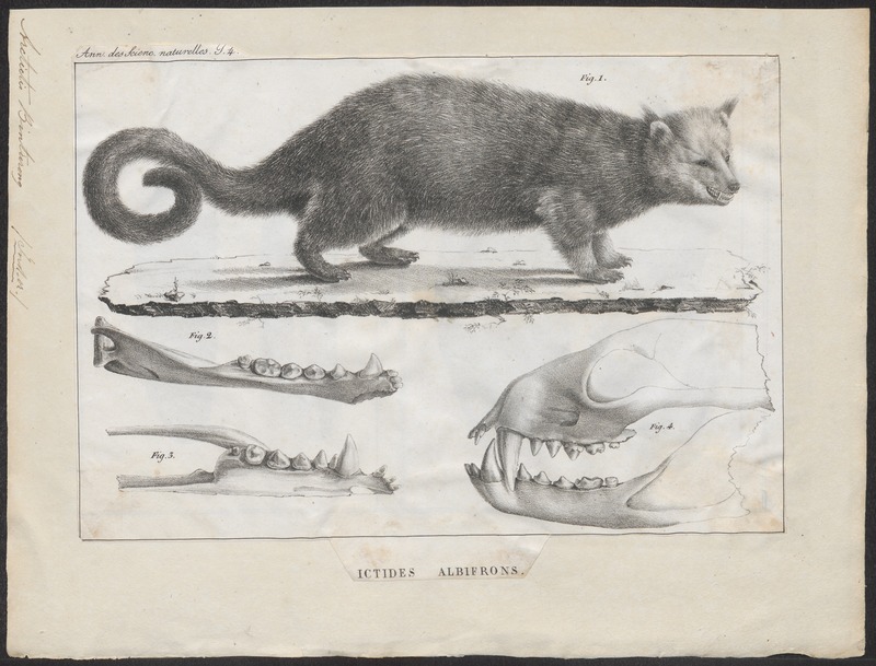 Arctictis binturong - met kaken - 1700-1880 - Print - Iconographia Zoologica - Special Collections University of Amsterdam - UBA01 IZ22600203.jpg
