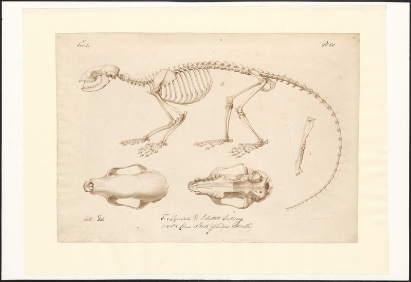 Arctictis binturong - skelet, schedel, onderkaak - 1825 - Print - Iconographia Zoologica - Special Collections University of Amsterdam - UBA01 IZAA100078.jpg