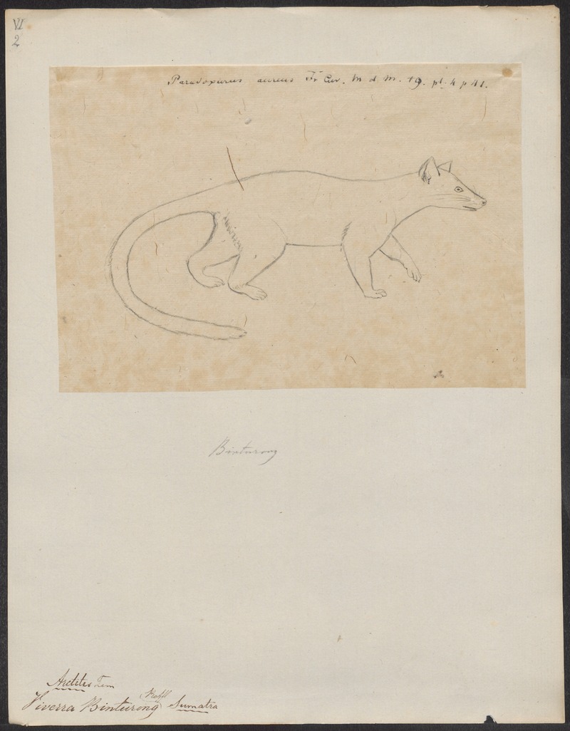 Viverra binturong - 1700-1880 - Print - Iconographia Zoologica - Special Collections University of Amsterdam - UBA01 IZ22600195.jpg