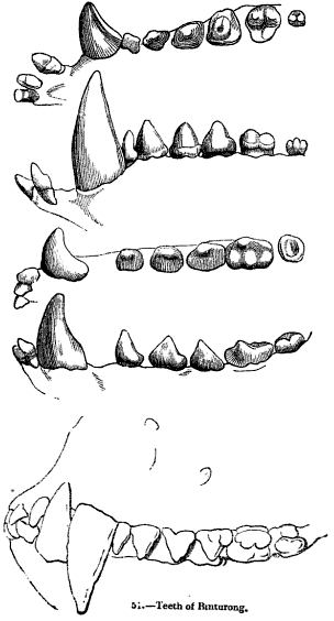 Animal.dentition arctictis.binturong.png