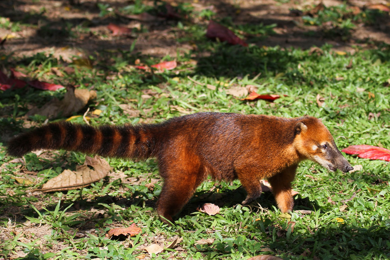 Nasua nasua Ilha Anchieta - South American coati, ring-tailed coati (Nasua nasua).jpg