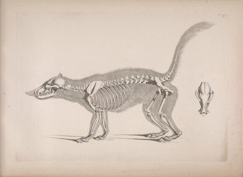 Die vergleichende Osteologie (1821) Nasua nasua.jpg