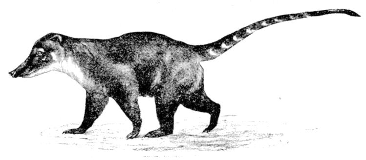 Cambridge Natural History Mammalia Fig 217.jpg