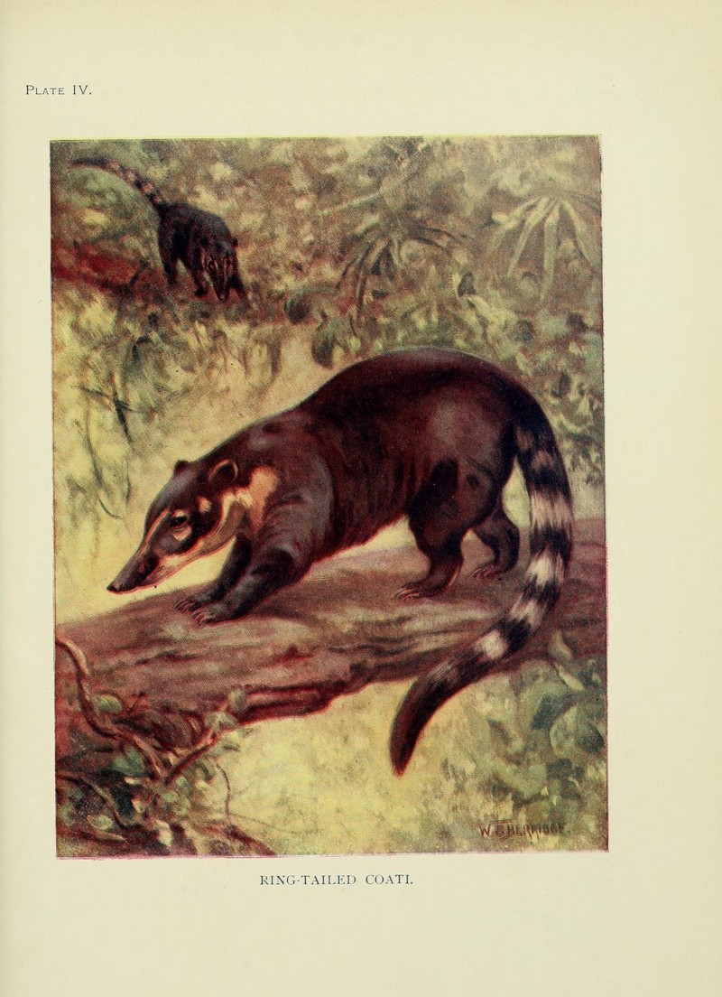 The book of the animal kingdom (Plate IV) (7335337568).jpg
