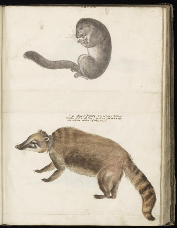 Animal drawings collected by Felix Platter, p2 - (117).jpg