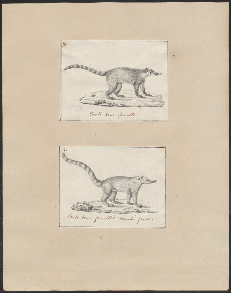 Nasua narica - 1700-1880 - Print - Iconographia Zoologica - Special Collections University of Amsterdam - UBA01 IZ22600151.jpg