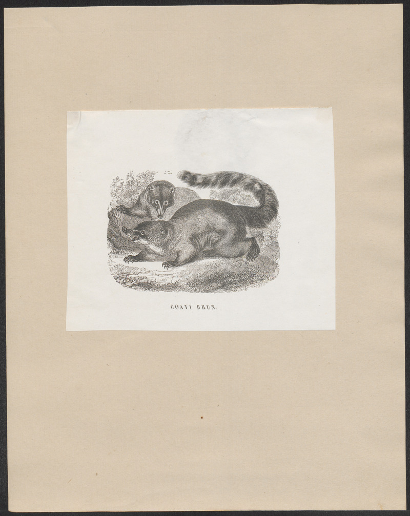 Nasua narica - 1700-1880 - Print - Iconographia Zoologica - Special Collections University of Amsterdam - UBA01 IZ22600159.jpg