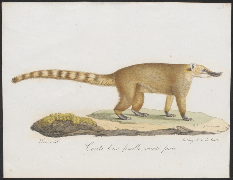Nasua narica - 1700-1880 - Print - Iconographia Zoologica - Special Collections University of Amsterdam - UBA01 IZ22600163.jpg