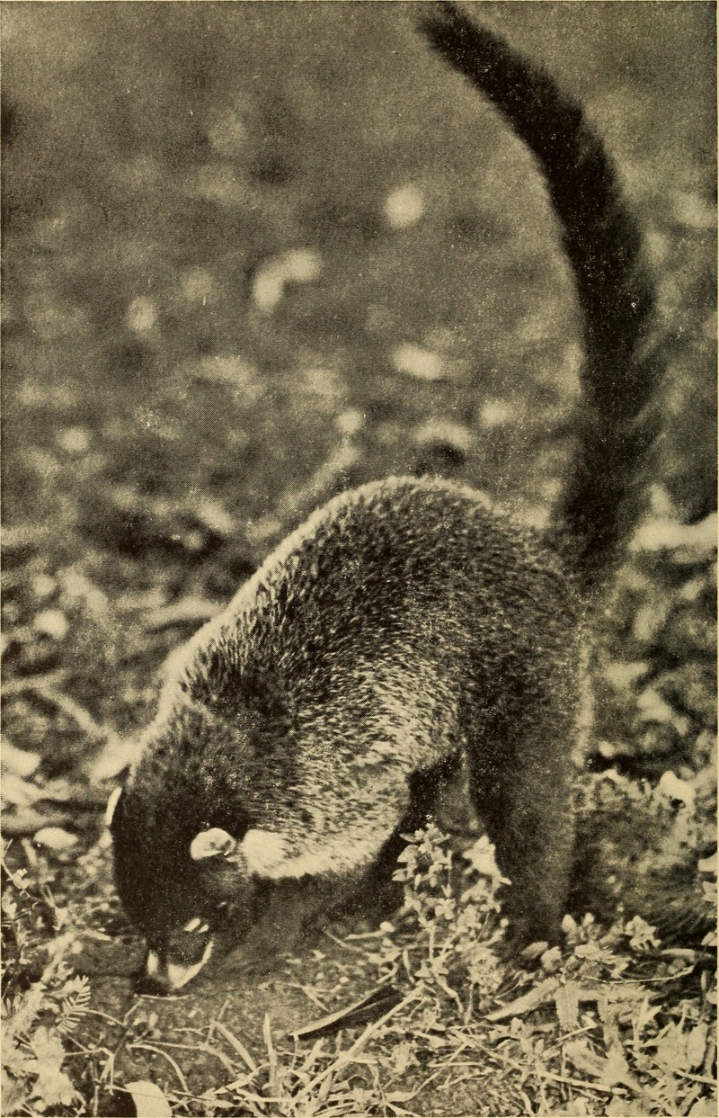 The birds and mammals of the western slope of the Azuero peninsula (republic of Panama) (1937) (20390037911).jpg