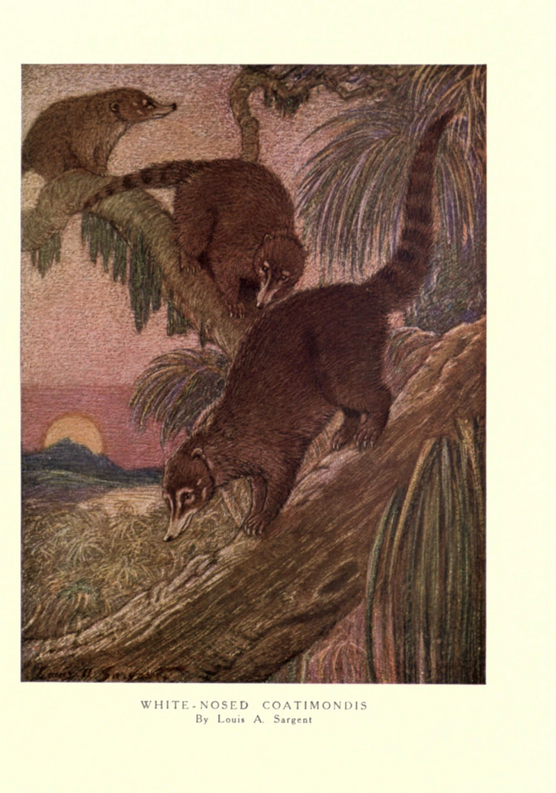 The wild beasts of the world (Pl. 35) (6505649669).jpg