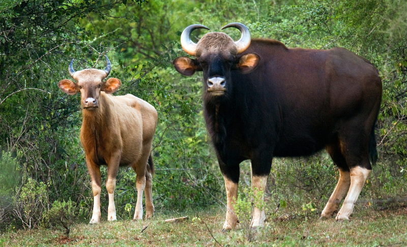 White bison by N A Nazeer - gaur (Bos gaurus) - White Indian Bison.jpg