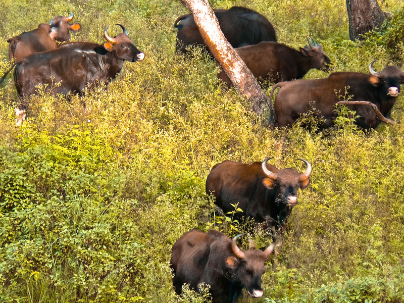 Indian bison (3220735304) - gaur (Bos gaurus).jpg
