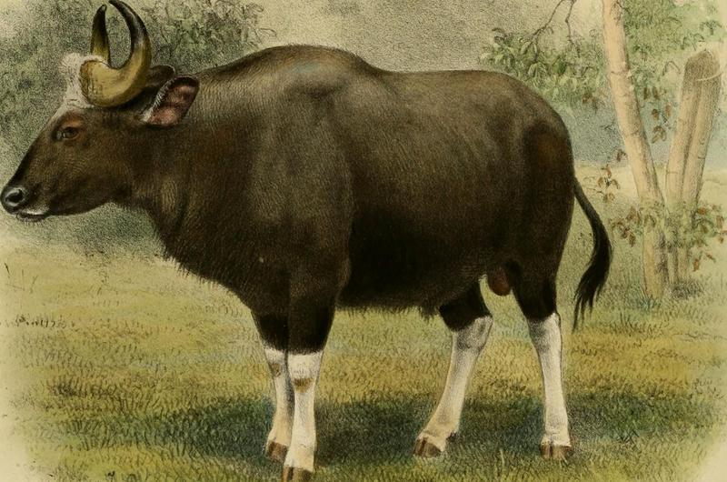 Wild oxen, sheep and goats of all lands, living and extinct (1898) (14746449064).jpg