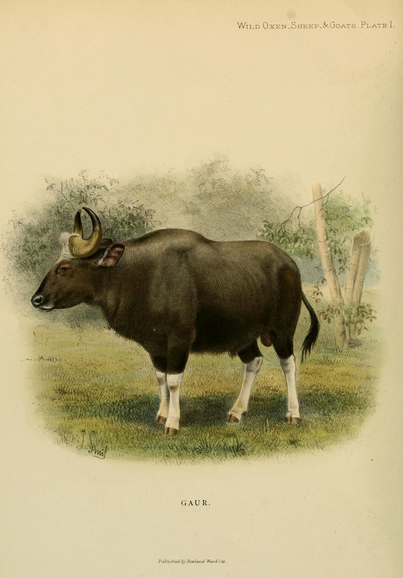 Wild oxen, sheep and goats of all lands, living and extinct (Plate I) (7977282502).jpg