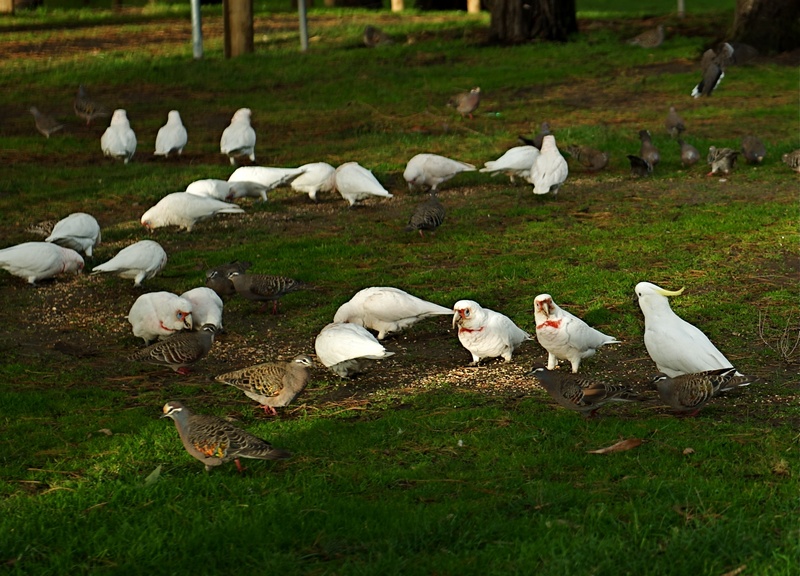 Corellas and doves -Melbourne - feeding-8.jpg