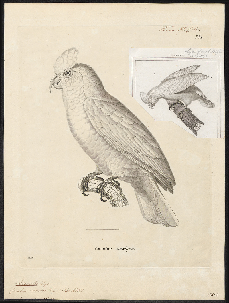 Licmetis nasicus - 1700-1880 - Print - Iconographia Zoologica - Special Collections University of Amsterdam - UBA01 IZ18600023.jpg