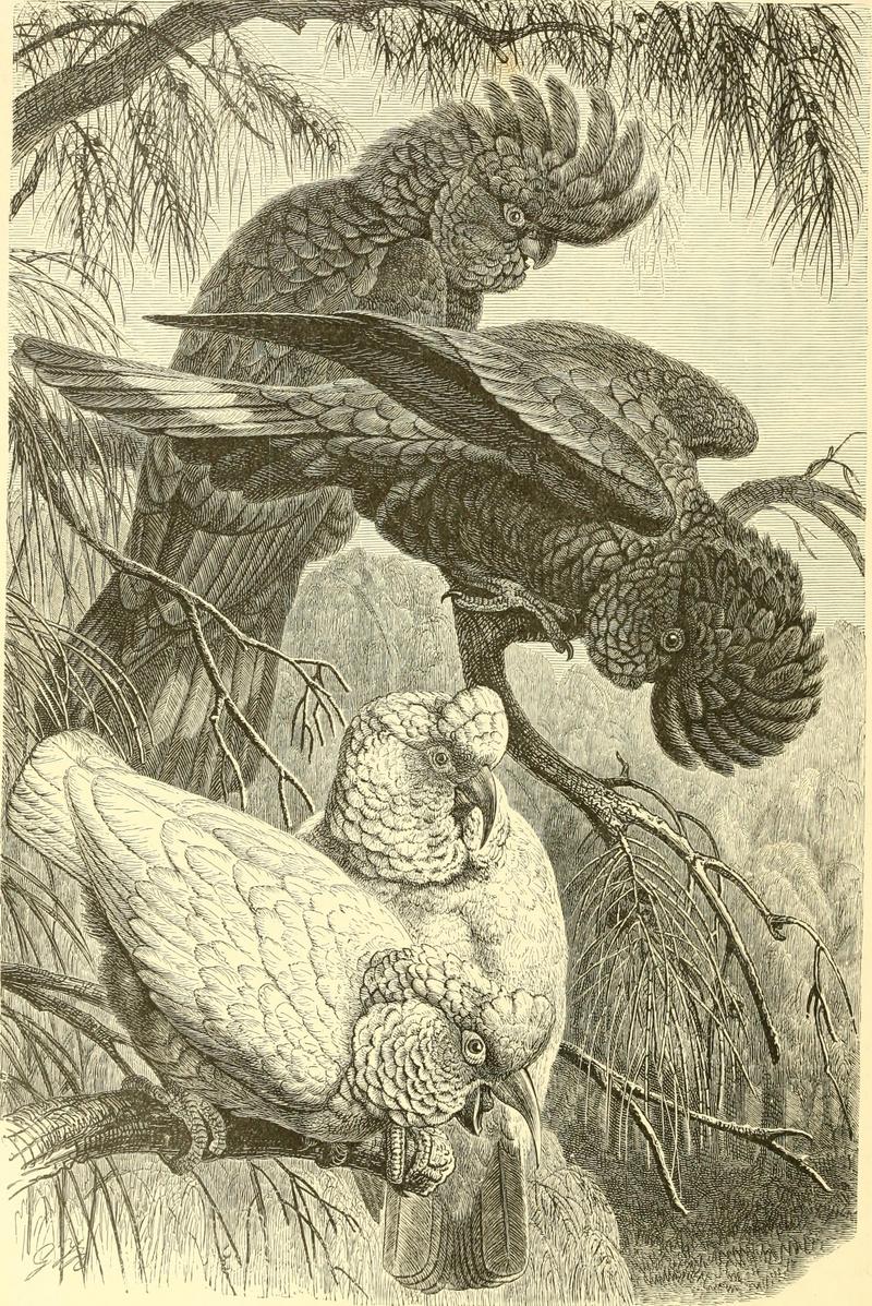 The royal natural history (1893) (14784440452).jpg