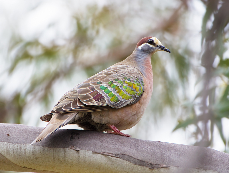 Phaps chalcoptera RB 2 - common bronzewing (Phaps chalcoptera).jpg