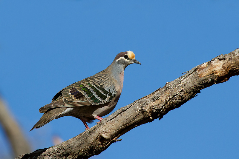 Common Bronzewing (Phaps chalcoptera) male (16278217835).jpg