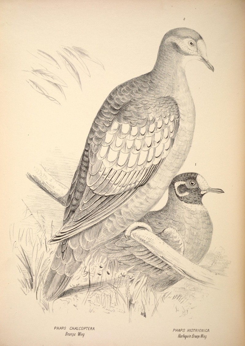 Companion to Gould's Handbook; or, Synopsis of the birds of Australia (Plate 57) (6797544058).jpg